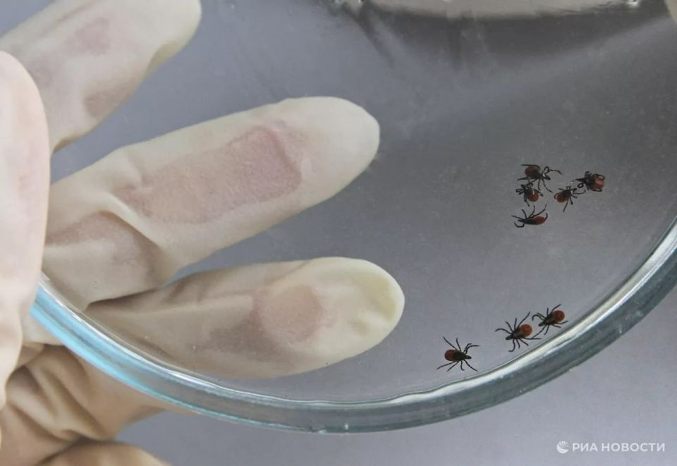 В Крыму и на Кубани активизировались клещи