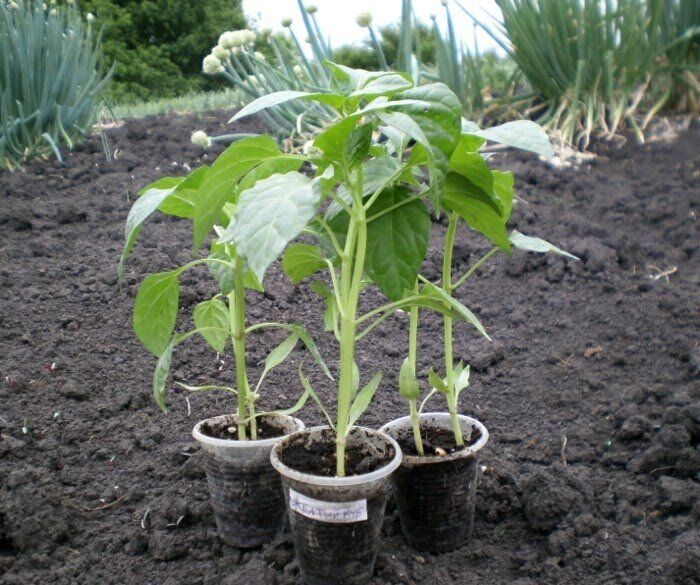 ��� ��������� ���������� ����� ��� ���������� ����� � ������� �������