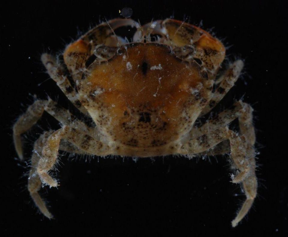 У нас новенький. В Азовском море обнаружили новый инвазивный вид — плоскоспинного грязевого краба Eurypanopeus depressus, сообщили ученые Института биологии южных морей РАН