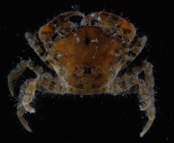 � ��� ���������. � �������� ���� ���������� ����� ���������� ��� � �������������� ��������� ����� Eurypanopeus depressus, �������� ������ ��������� �������� ����� ����� ���