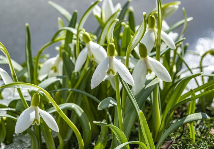 На юге России, в Краснодарском крае, уже цветут редкие охраняемые цветы