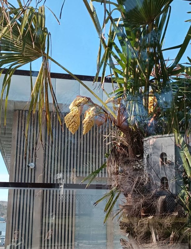 Настоящая экзотика в пригороде Новороссийска: в Абрау-Дюрсо зацвели пальмы