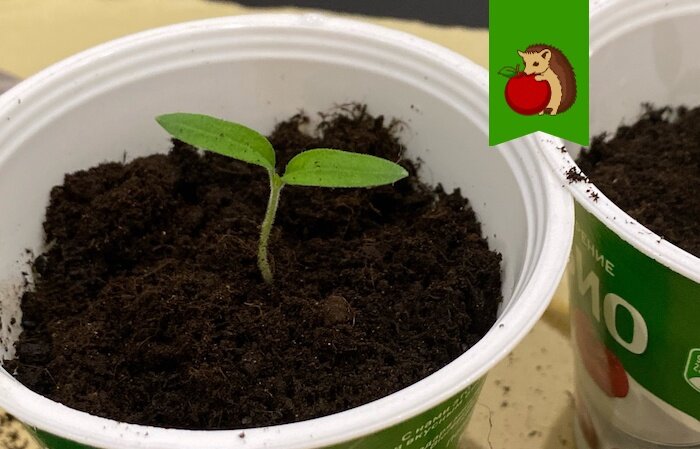 Уход за молодыми помидорами: четыре ключевых шага к успеху