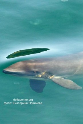 ���� �� ����������. � ������ ���� � �������� ������ ����������� ����������� �������� ������