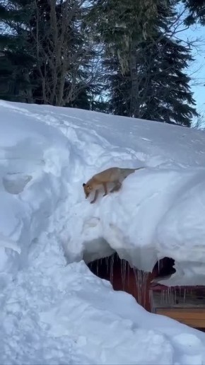 �������� � �����������. ����� ������� ���������� �������� � ���� �����