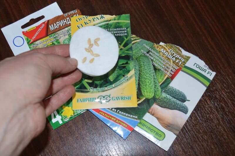 Секреты успешного посева огурцов на рассаду