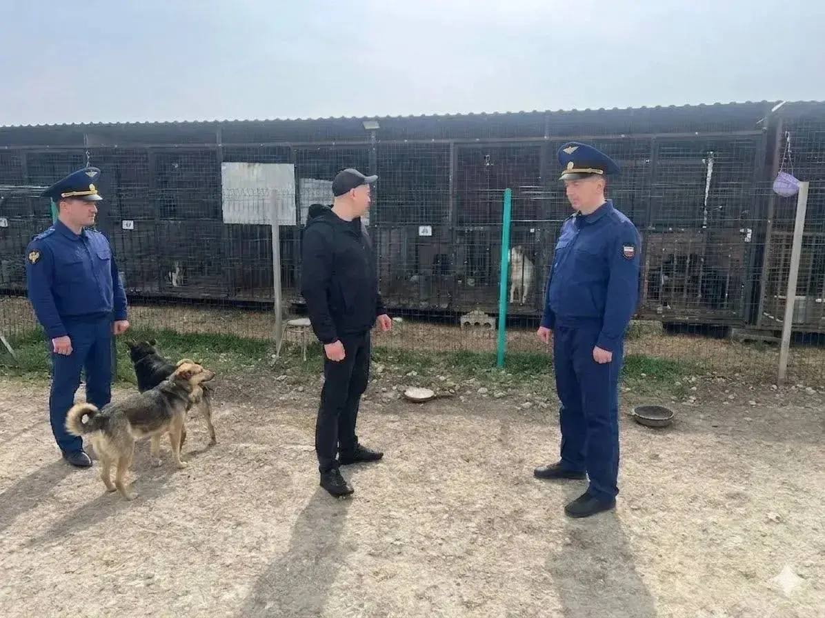 В Анапе природоохранная прокуратура проверяет деятельность приюта для животных В Анапе природоохранная прокуратура проверяет деятельность приюта для животных
