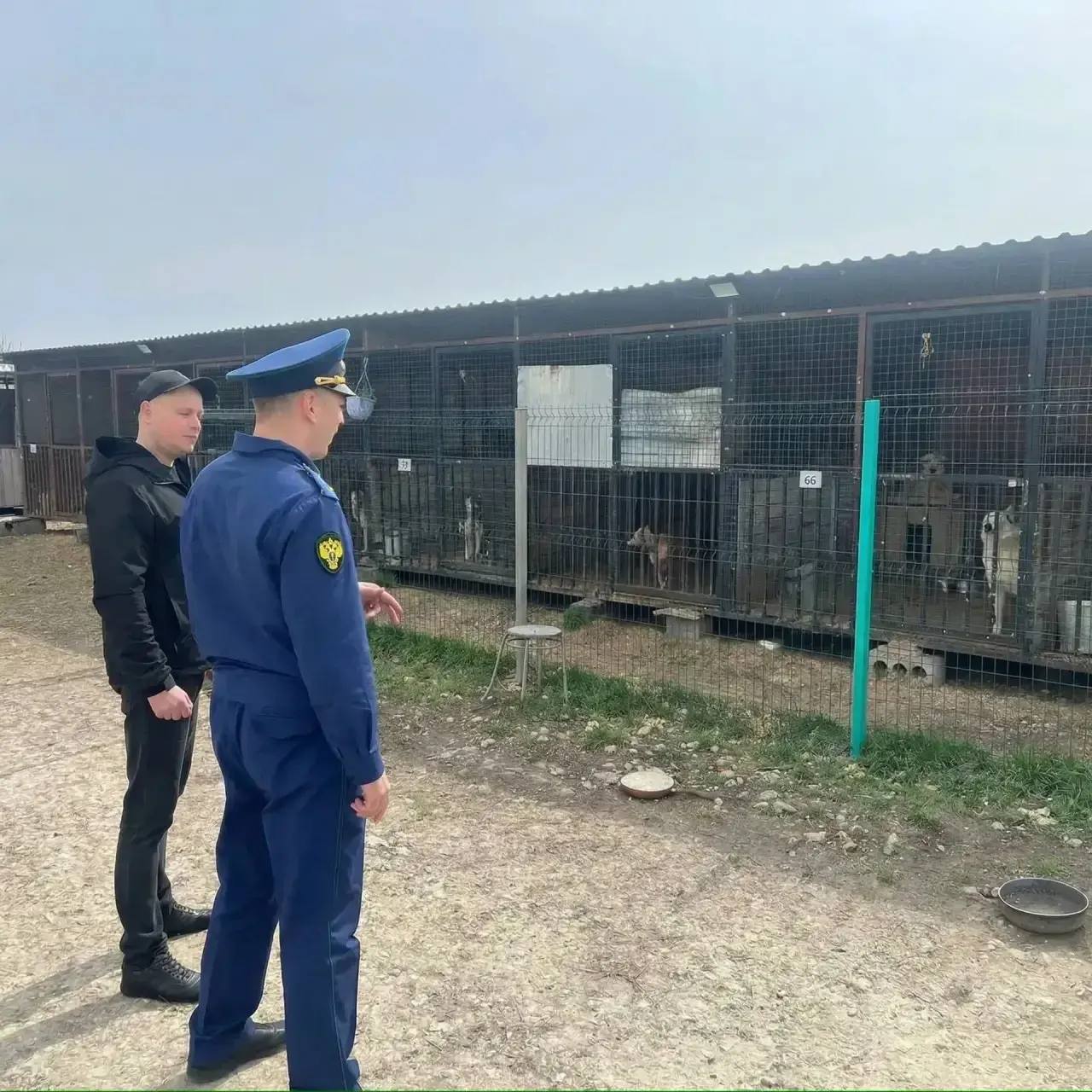 В Анапе природоохранная прокуратура проверяет деятельность приюта для животных