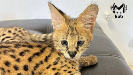 ������� ����������� � ���������� ������� �� ����, ����� ������� � �������