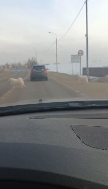 И пусть весь мир подождет: два самоеда устроили игры посреди проезжей части и стали причиной заторов