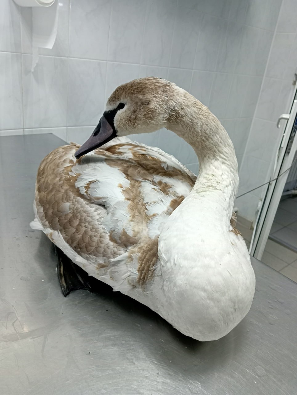 Лебедя с анемией и паразитами спасли в Геленджике Лебедя с анемией и паразитами спасли в Геленджике