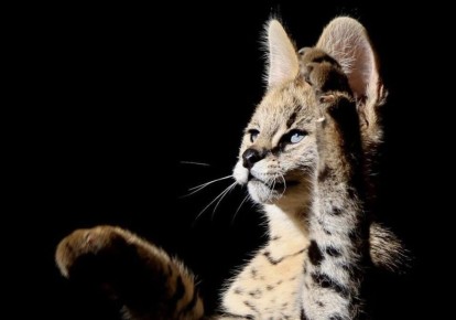 ������� ����������� ������� ���������� ����� 1,3 ��� ������, ����� ��������� ��������� ��� �� ���� � �������