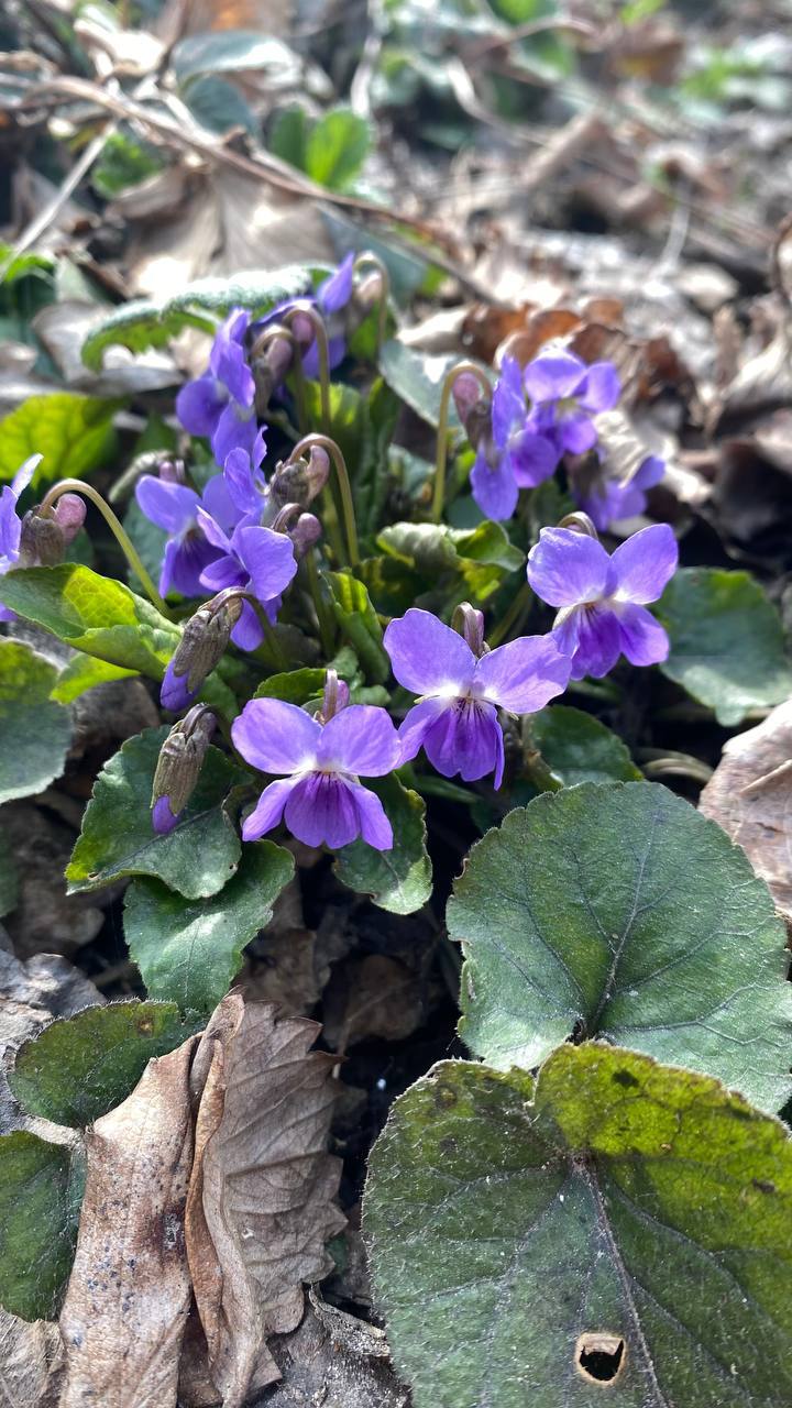 О погоде на 22 марта . В Краснодарском крае переменная облачность