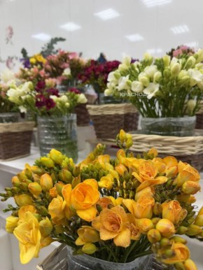 ���������� ���� ���������� ������� �����������