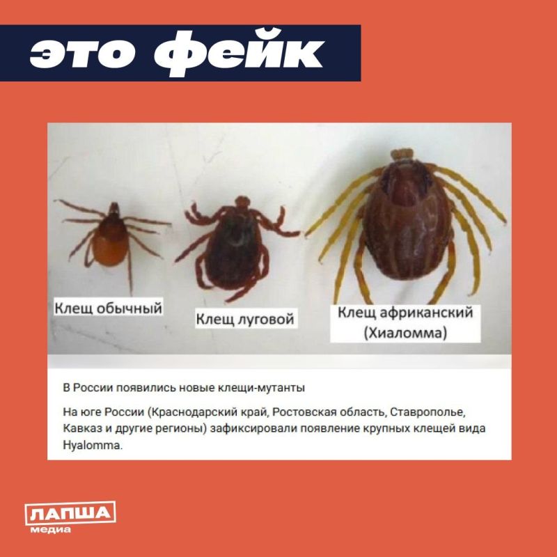 � ���� ���� �������: ����� ����� �����-������� ���� Hyalomma �� ������ ������� �� ������