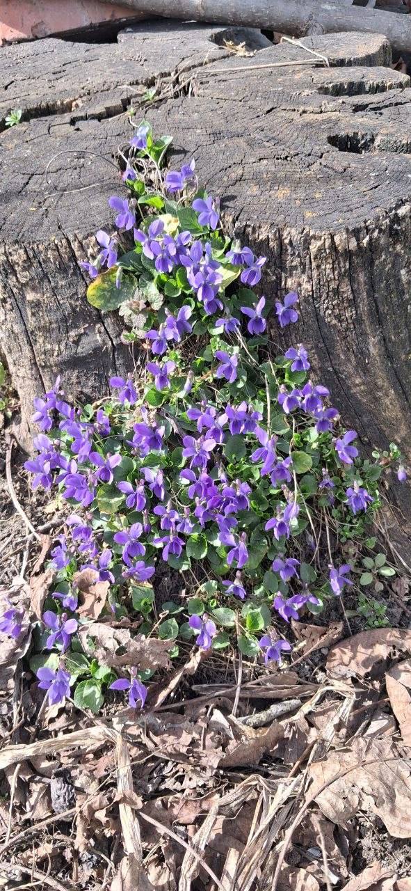 О погоде на 22 марта . В Краснодарском крае переменная облачность О погоде на 22 марта . В Краснодарском крае переменная облачность