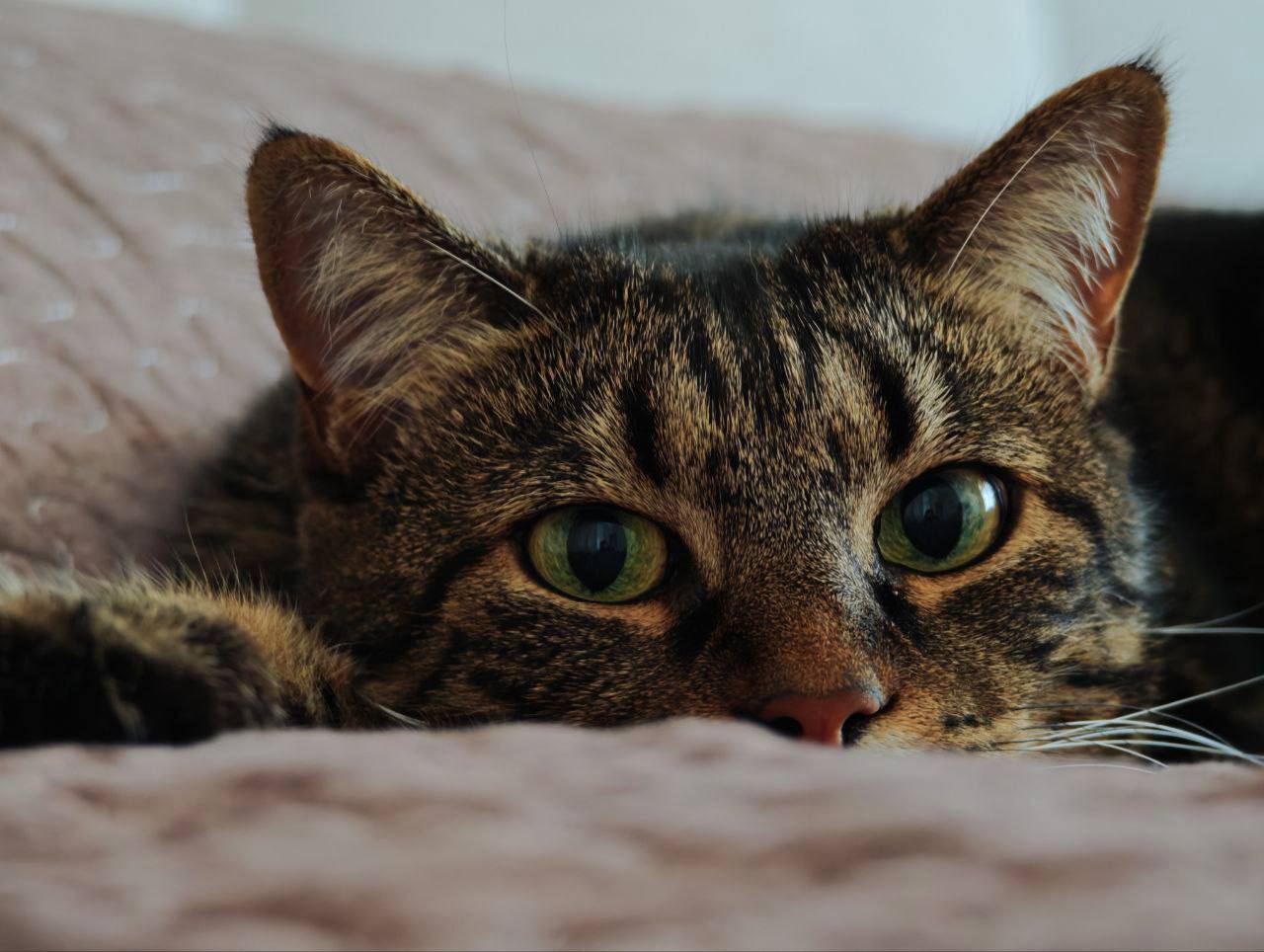 Доброе утро, Кубань!. Краснодар +16 °С Доброе утро, Кубань!. Краснодар +16 °С