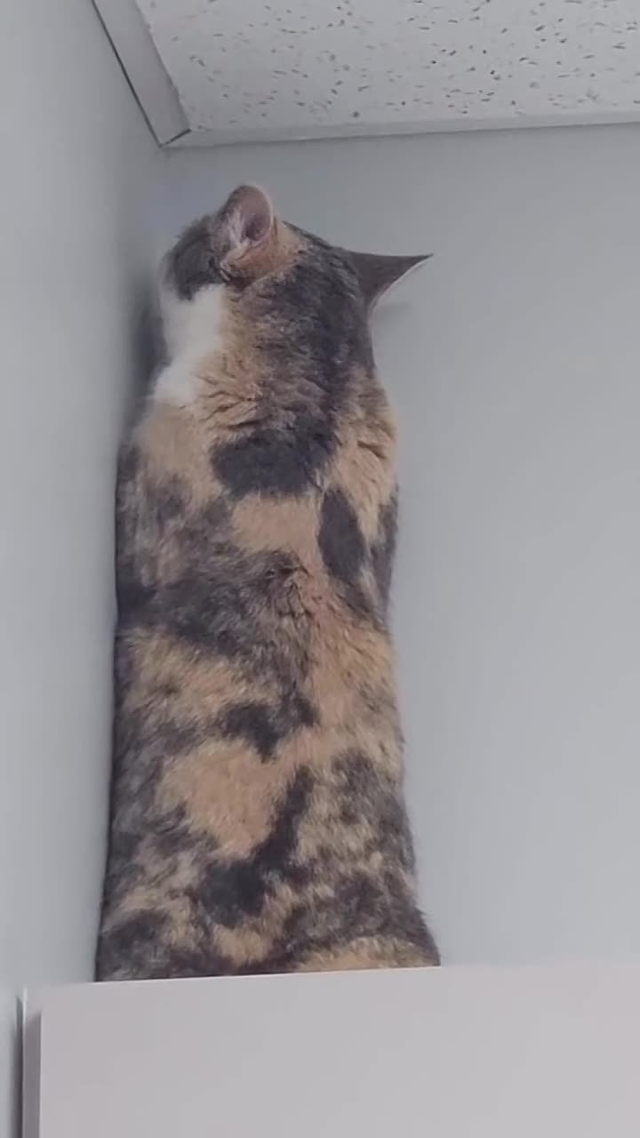 Понедельник. День, когда хочется стать невидимым