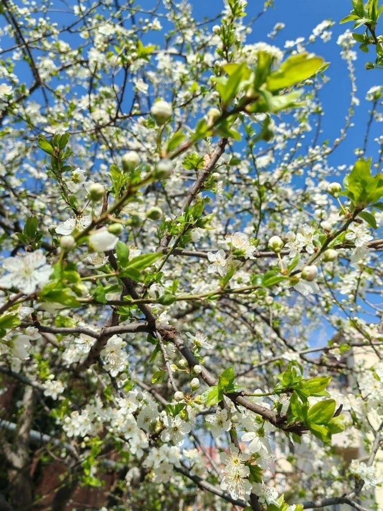 О погоде на 23 марта. В Краснодарском крае переменная облачность О погоде на 23 марта. В Краснодарском крае переменная облачность