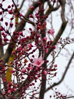 ����� ����� �������� ���������