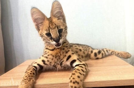 ������������� ������, �������� �������� ��������� ������� ������� � ����, ��������� �� ������