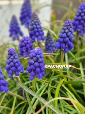 � ���������� ����� ������� �������