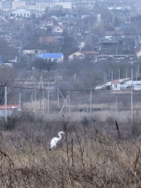 Жители Новороссийска сняли цаплю