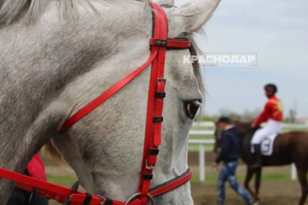 ���������� ���� ���������� ������� �����������