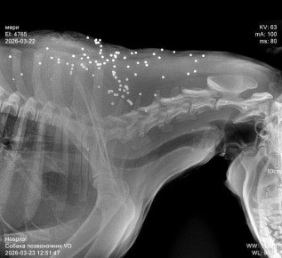 Неизвестный открыл стрельбу по бездомным собакам в поселке Нижняя Хобза (Сочи)