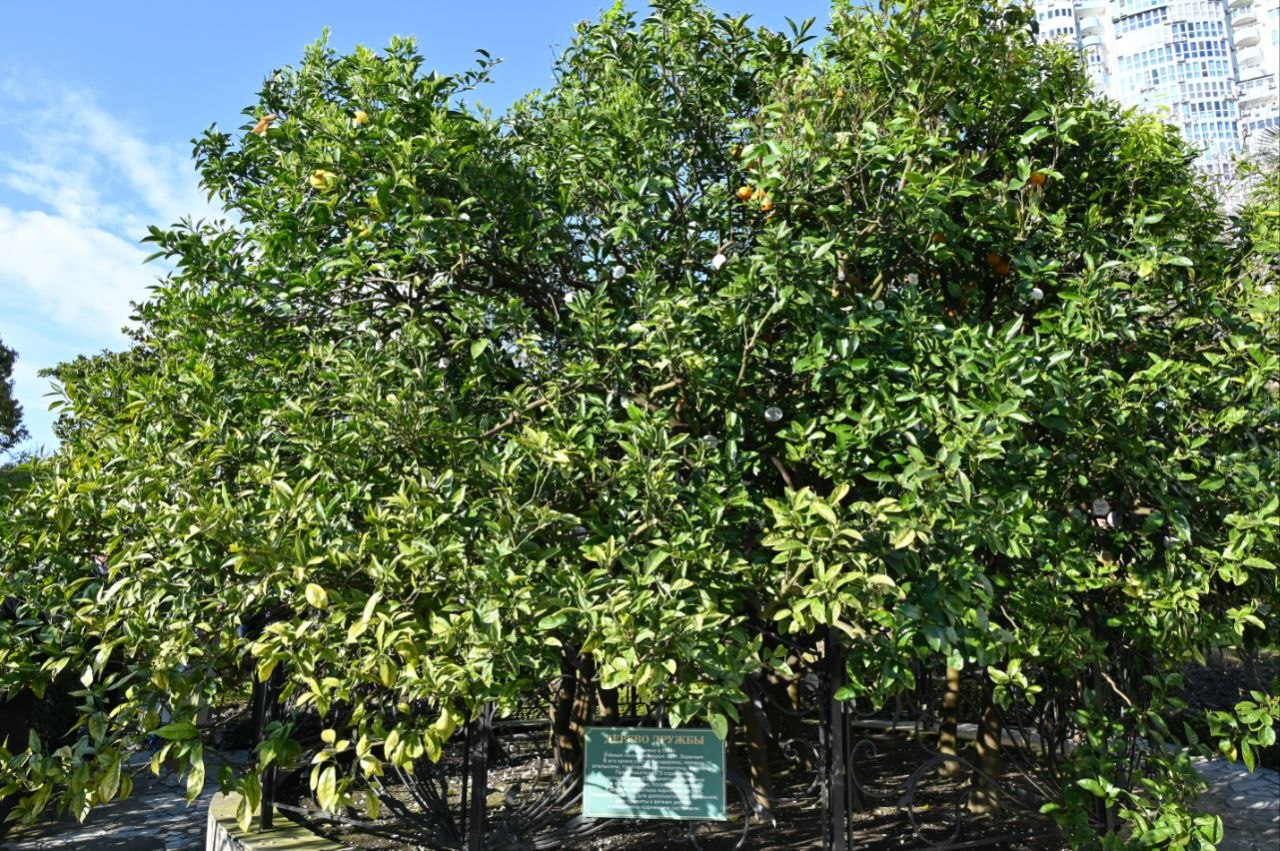 В честь 45-летия музея «Дерево Дружбы» глава Сочи Андрей Прошунин и космонавт-испытатель Олег Платонов сделали памятную прививку В честь 45-летия музея «Дерево Дружбы» глава Сочи Андрей Прошунин и космонавт-испытатель Олег Платонов сделали памятную прививку