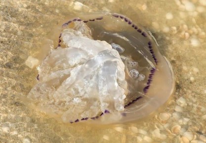 Азовское море столкнулось с беспрецедентным повышением уровня солёности, что вызывает серьёзную обеспокоенность у специалистов