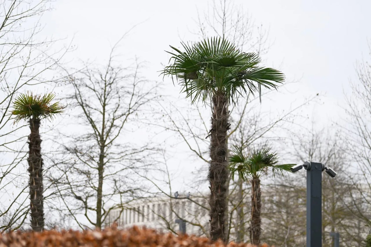 Зимние теплички сняли с пальм в парке Галицкого Зимние теплички сняли с пальм в парке Галицкого