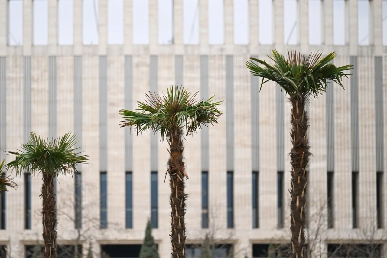 Зимние теплички сняли с пальм в парке Галицкого Зимние теплички сняли с пальм в парке Галицкого
