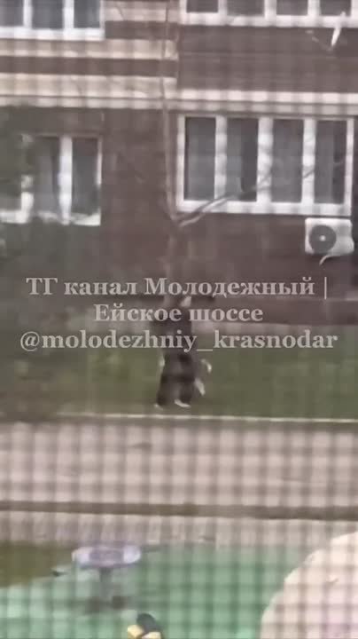 Жуткое видео появилось в пабликах Краснодара накануне: на нем девушка избивала собаку прямо у жилого комплекса в районе Дзержинского