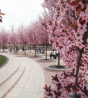 1 Краснодар превратился в Японию: в городе зацвела слива Нигра, похожая на сакуру