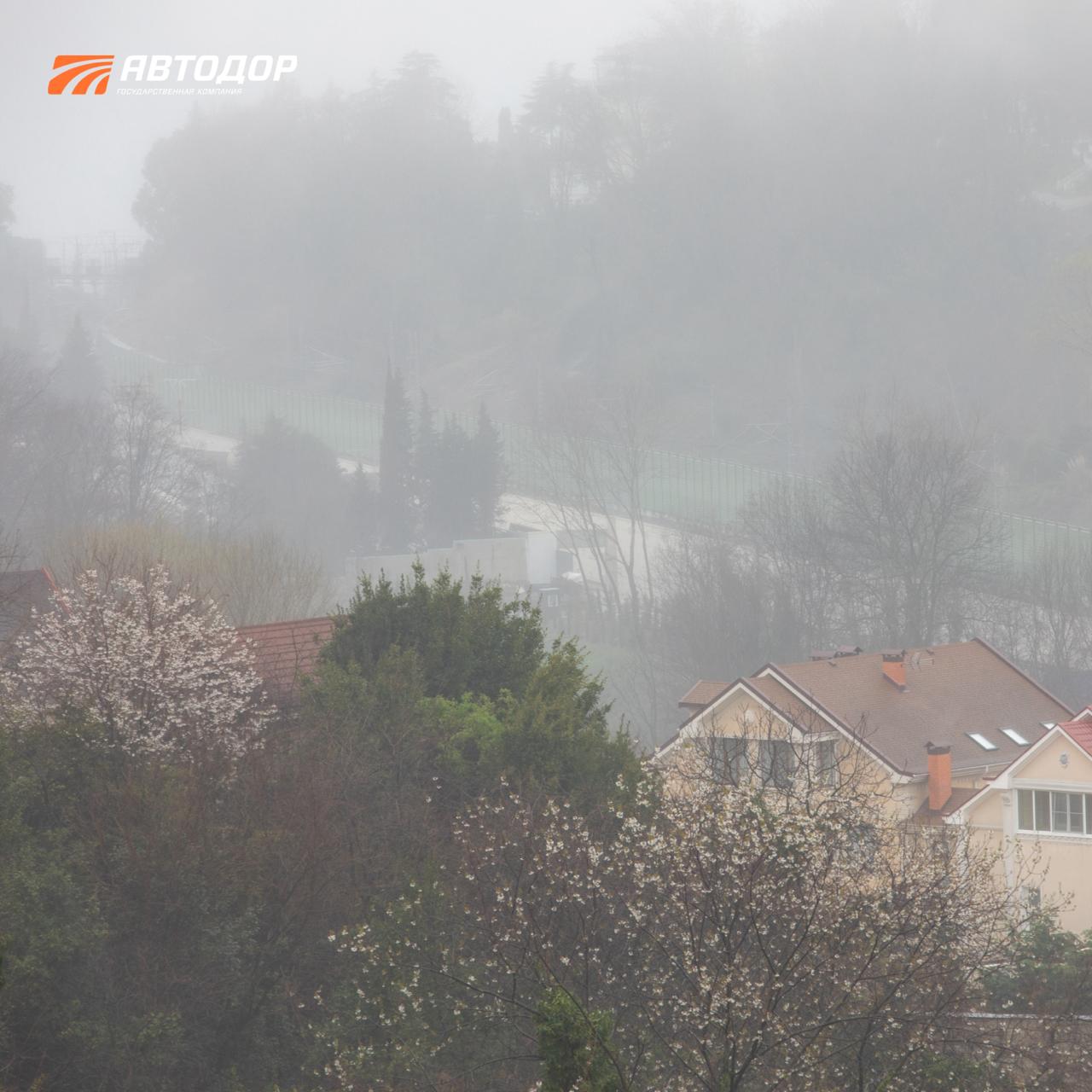 В Сочи сезон цветения косточковых В Сочи сезон цветения косточковых