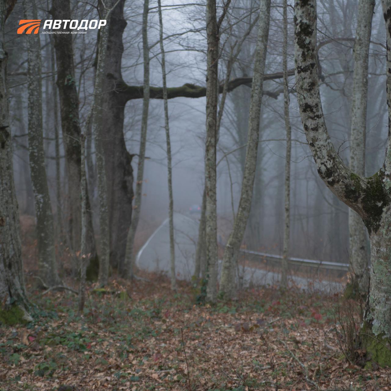 В Сочи сезон цветения косточковых В Сочи сезон цветения косточковых