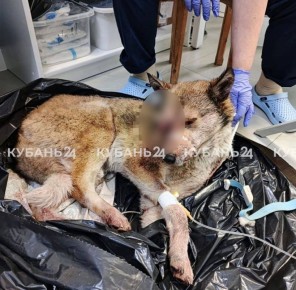 ������� ������� ������ � ����� � ����� �� �������� ������ �� ������ � �������