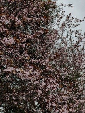 О погоде на 29 марта . В Краснодарском крае переменная облачность