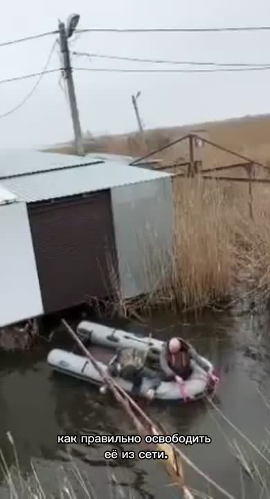 Сегодня в Темрюке спасли азовку — и сделали это неравнодушные люди, четко следуя рекомендациям оператора нашей горячей линии