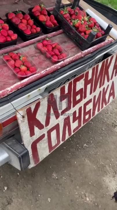Уже своя клубника пошла?. Торговцы у обочины уверяют – в Краснодарском крае уже вовсю созревает клубника