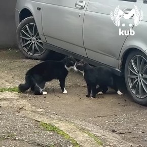 ���� ������ �������� �� �����