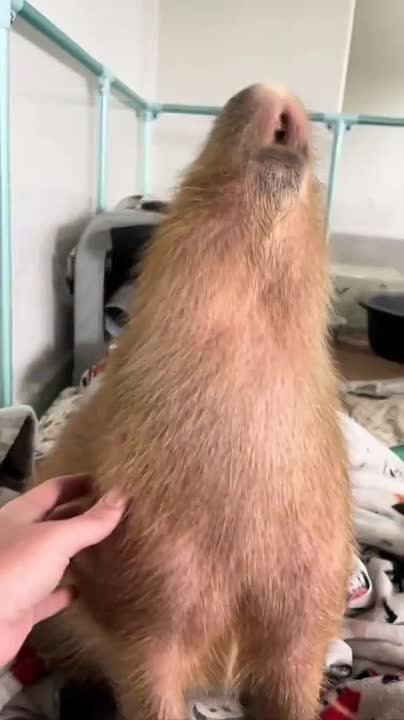 Этим утром смотрим на капибару (для поднятия настроения)