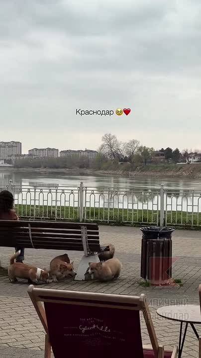 Покорители сердец. Стая свирепых и хищных милых и веселых хвостиков захватила Кубанскую набережную, привлекая к себе внимание прохожих