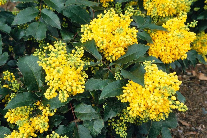 Магония в саду: как вырастить красивый и неприхотливый куст