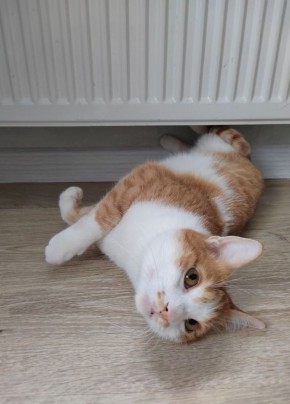 ��������� ������������ ����� � ���������� ���� ����