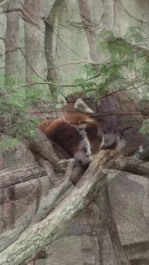 ������ ����, ������!. �� � MAX