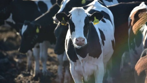 �� ������ ��������� �������� �������� ����� ����������� �� 513 ���