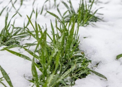 В Крыму возможны возвратные заморозки на почве