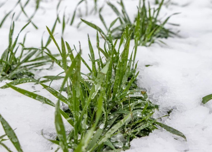 В Крыму возможны возвратные заморозки на почве